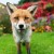 "Naježim se kad mi kažu da im lisica dolazi u dvorište“, dr. Beck upozorava na opasnog parazita