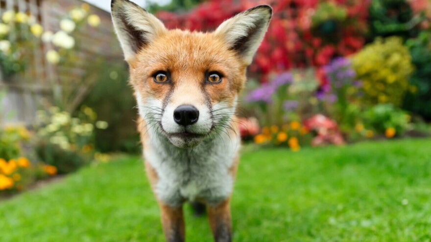 "Naježim se kad mi kažu da im lisica dolazi u dvorište“, dr. Beck upozorava na opasnog parazita