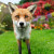 "Naježim se kad mi kažu da im lisica dolazi u dvorište“, dr. Beck upozorava na opasnog parazita