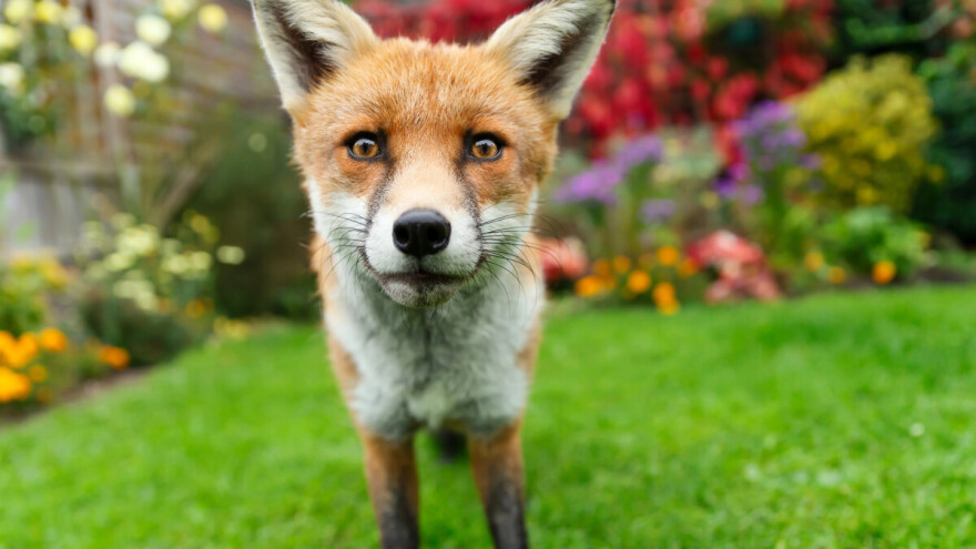 "Naježim se kad mi kažu da im lisica dolazi u dvorište“, dr. Beck upozorava na opasnog parazita