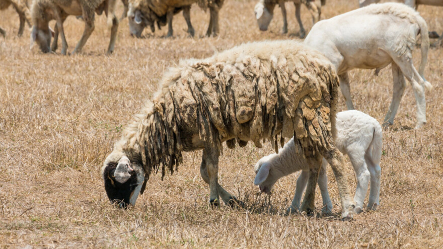 Ekstremna suša pogodila delove Srbije: Došlo do prvih uginuća stoke