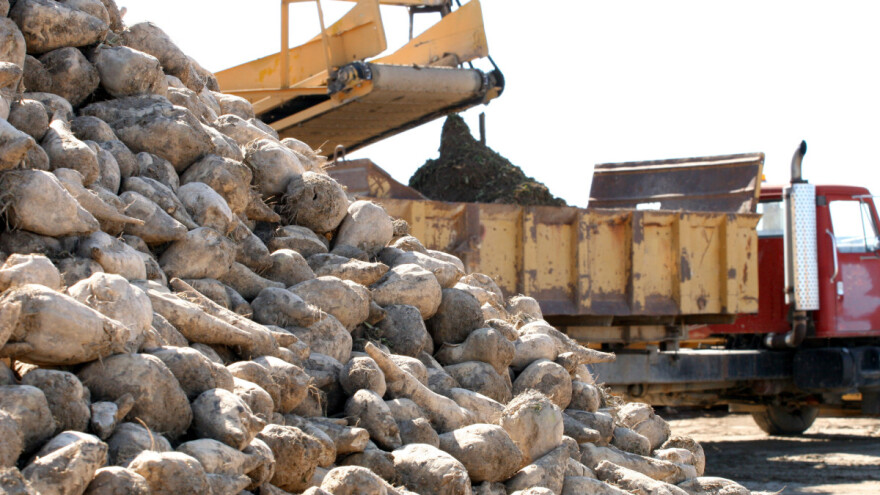 Proizvođačima šećerne repe dodatna potpora tijekom tri godine
