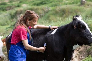 Žene veterinari brojnije od svojih kolega - 12 zanimjivosti iz svijeta veterine