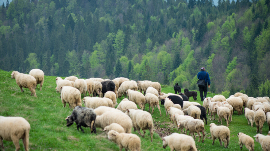 Mulo (88) zbog stoke ubio Sabriju: Osuđen na 10 godina