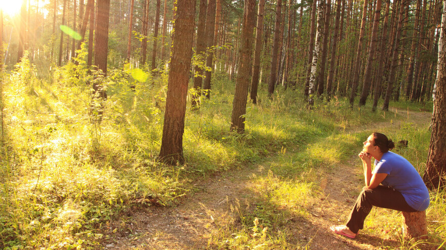 DZS: Ukupne štete u šumarstvu porasle za 30,8% u odnosu na 2018.