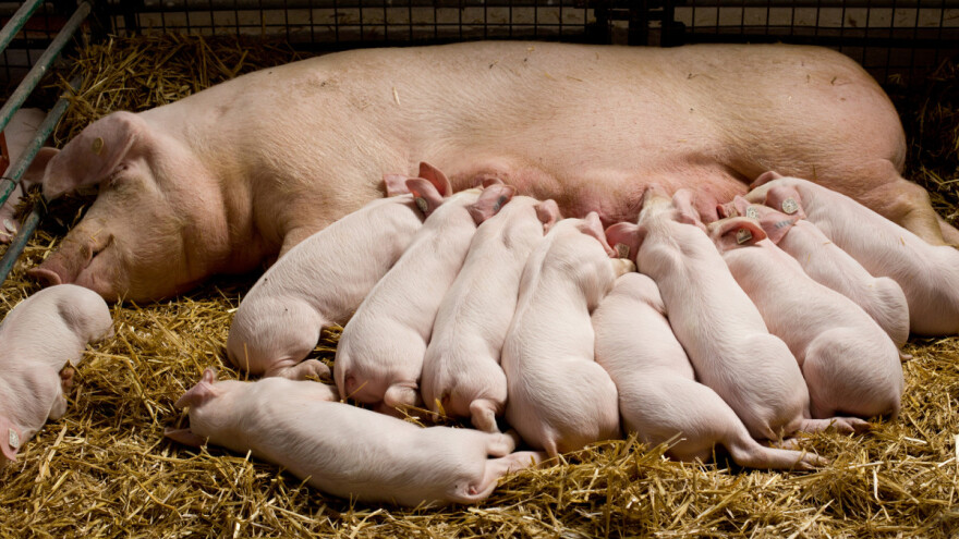 Gotovo 900.000 KM premije za uzgoj priplodnih krmača i suprasnih nazimica