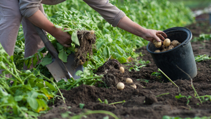 Kako zaštiti krtolu krompira od klijanja tokom zime