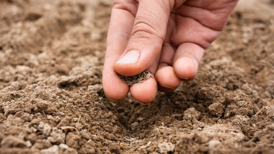 Rana sjetva: Koje ćemo povrće prvo posijati?