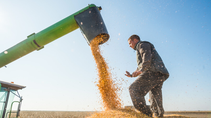 IGC prognoza: Svijet očekuje povećanje proizvodnje pšenice i kukuruza