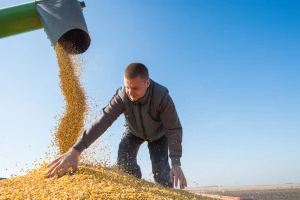 Robne rezerve kupuju 150.000 tona kukuruza za 40 dinara po kilogramu