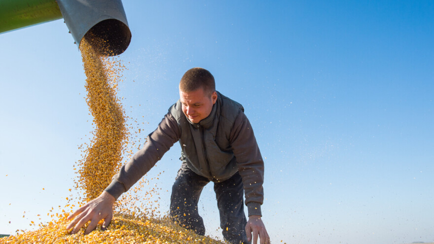 Na novosadskoj robnoj berzi najviše se trgovalo kukuruzom