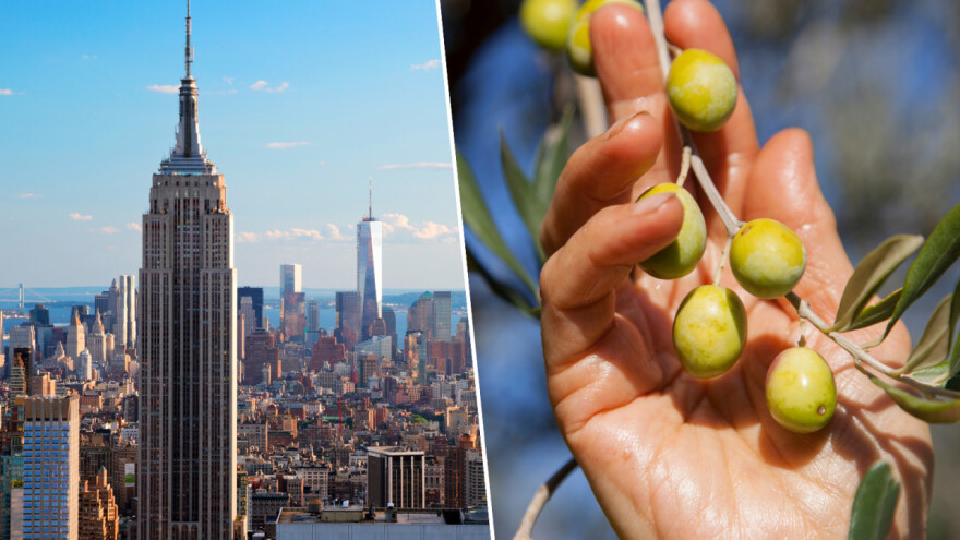 Zlato i srebro osvojila maslinova ulja iz BiH na prestižnom takmičenju u New Yorku