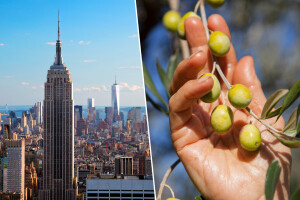 Četvrti smo na svijetu po broju medalja za maslinova ulja: Stigli rezultati iz New Yorka