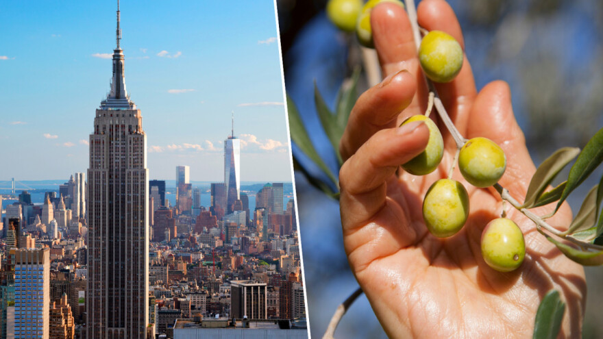 Četvrti smo na svijetu po broju medalja za maslinova ulja: Stigli rezultati iz New Yorka