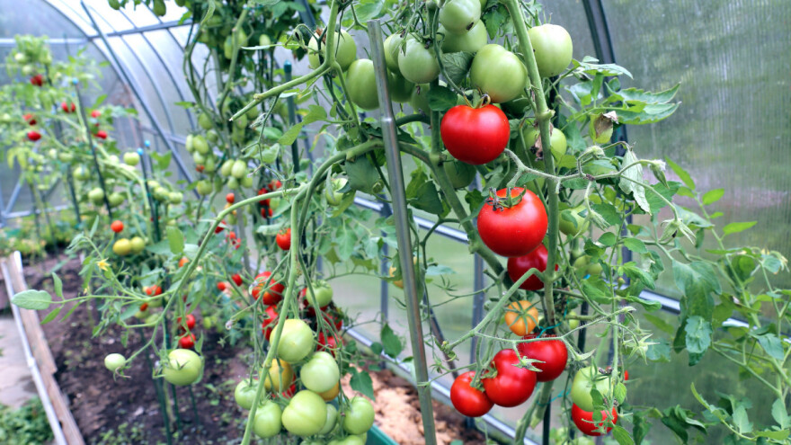 Kako zaštititi i čime prihranjivati paradajz u plasteniku?