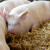 Velika ponuda tovljenika i svinjetine - kada očekivati rast cijena?