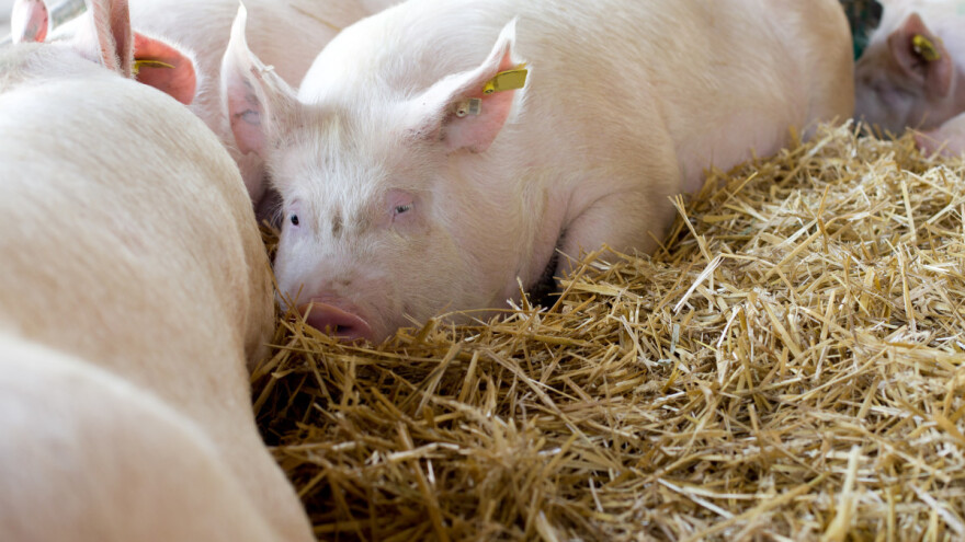 Ponovno afrička svinjska kuga u susjedstvu