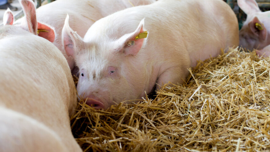 Velika ponuda tovljenika i svinjetine - kada očekivati rast cijena?