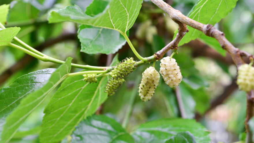 Suvo i mleveno lišće belog duda dobro za ishranu svinja?