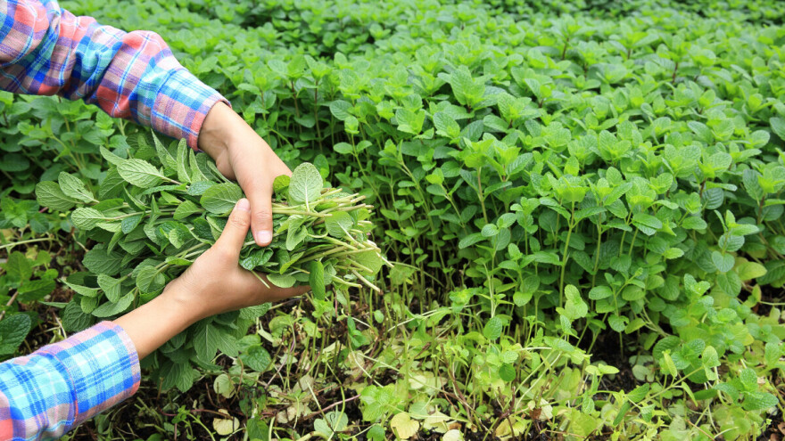 Nana - čudesni narodni lijek, ali omiljena i u salatama i kolačima