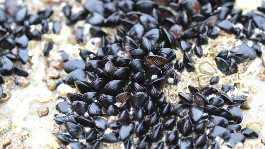 Uzgajališta dagnji: Uvjeti, kriteriji i način dodjele državne potpore