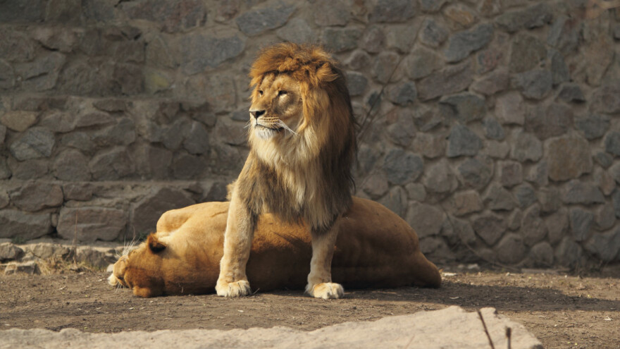 Kod dva lava u ZOO Zagreb potvrđen Covid - 19