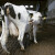 Šepavost krava smanjuje proizvodnju mlijeka - koji su sve uzroci?