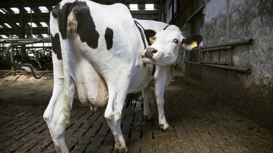 Šepavost krava smanjuje proizvodnju mlijeka - koji su sve uzroci?