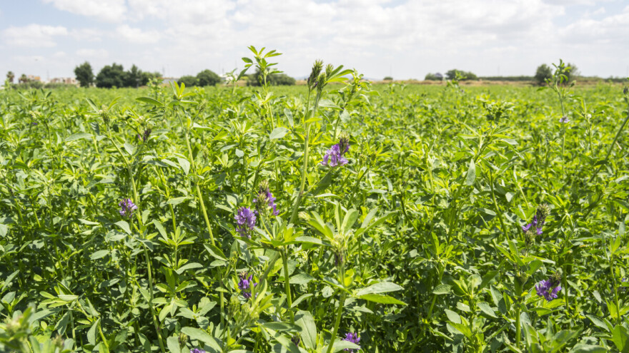 Vrijeme je za jesensku sjetvu lucerne - kako ostvariti visoke prinose?