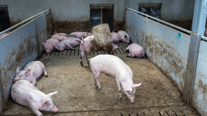 Afrička svinjska kuga ponovno u Hrvatskoj, u županiji uz bh. granicu eutanazirano 97 svinja