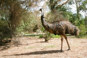 Australijski emu u Zrenjaninu - velika vrednost jaja, perja i kože