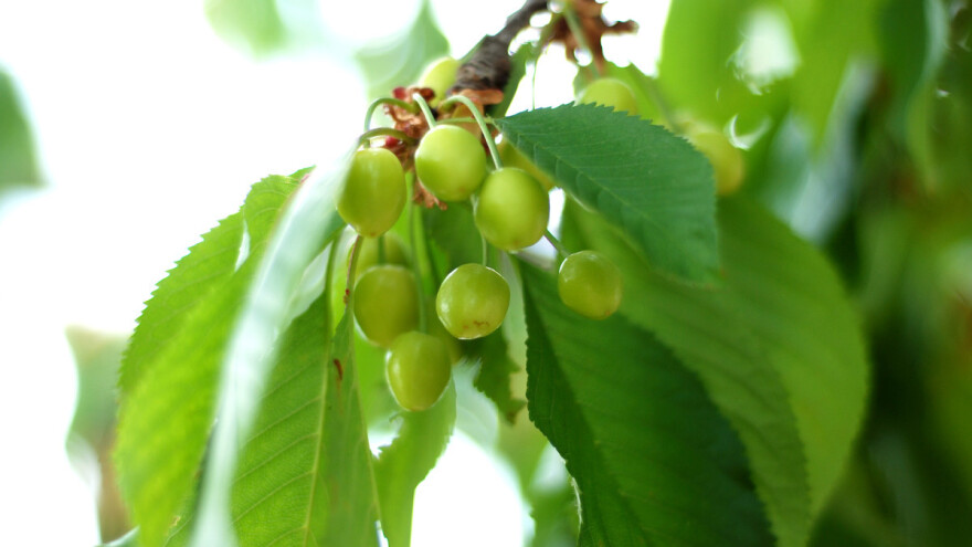 Švicarski proizvođači trešanja u problemu radi pesticida, a nizozemski zbog oluje