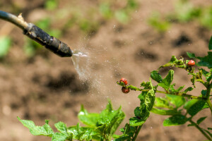 Krumpirova zlatica otporna na pesticide - mijenja DNK po potrebi?