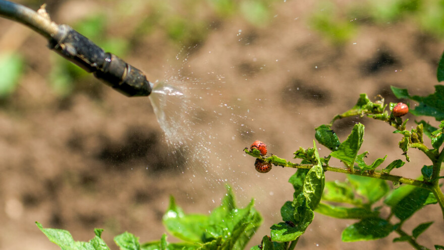 Krumpirova zlatica otporna na pesticide - mijenja DNK po potrebi?