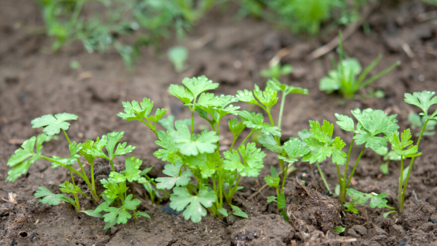 Sjeme peršina klija jako sporo - budite strpljivi