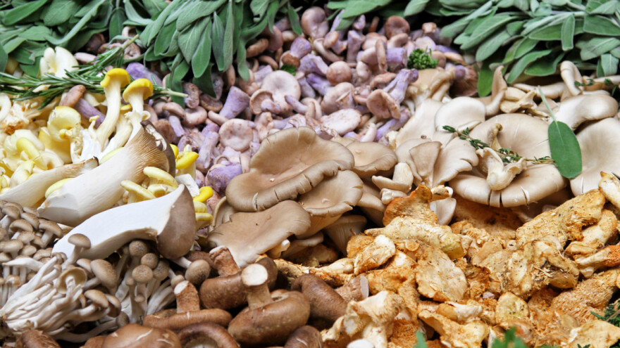 Šest osoba u bolnici - uhapsili staricu koja je prodavala otrovne gljive