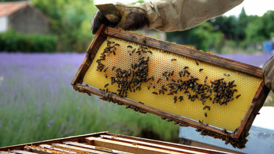 Med kao nusproizvod, a ne cilj pčelarenja
