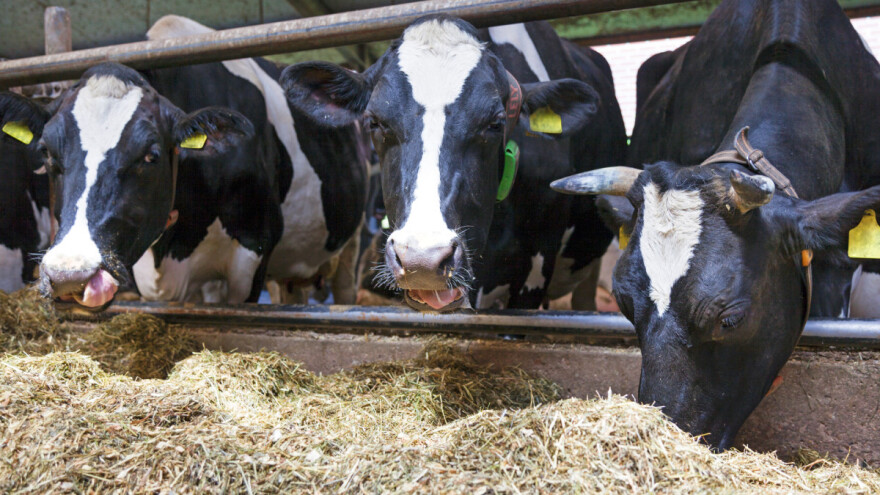 EU odobrila prvi aditiv za smanjenje metana kod mliječnih krava