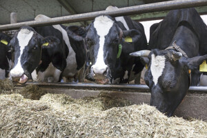 Farma s jedinstvenim sustavom zbrinjavanja i upotrebe stajnjaka