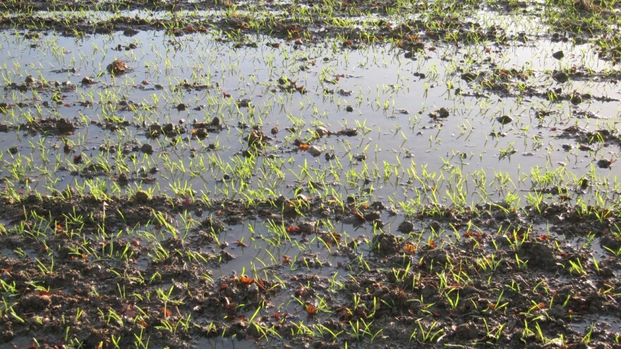 Brza drenaža zemljišta: Kako se rešiti viška vode u bašti i polju?