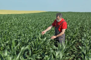 Kako AGRIVI pomaže prilikom izviđanja polja?