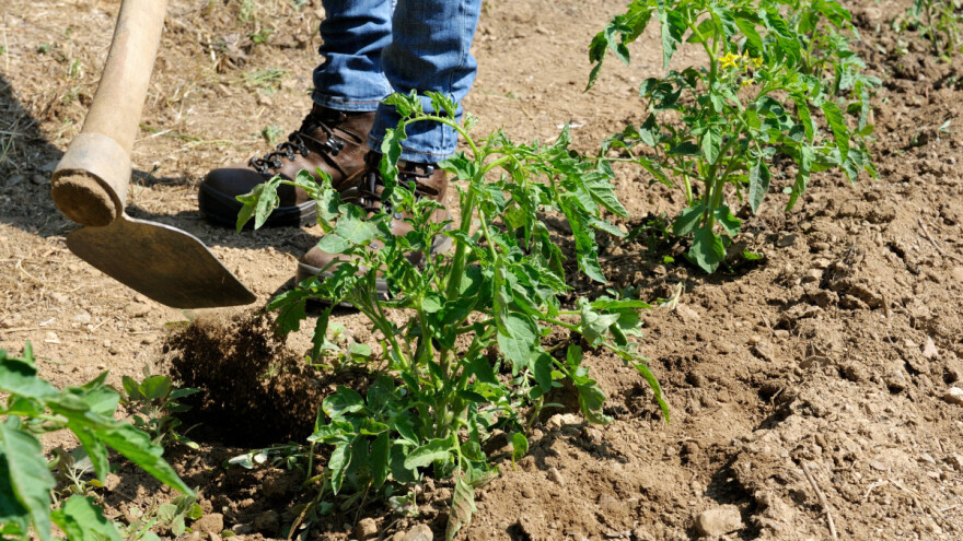 Što nam znači motika?