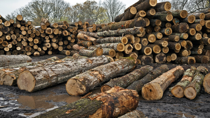 Prekomjerna sječa ili dobro gospodarenje? Treba snimiti stvarno stanje naših šuma