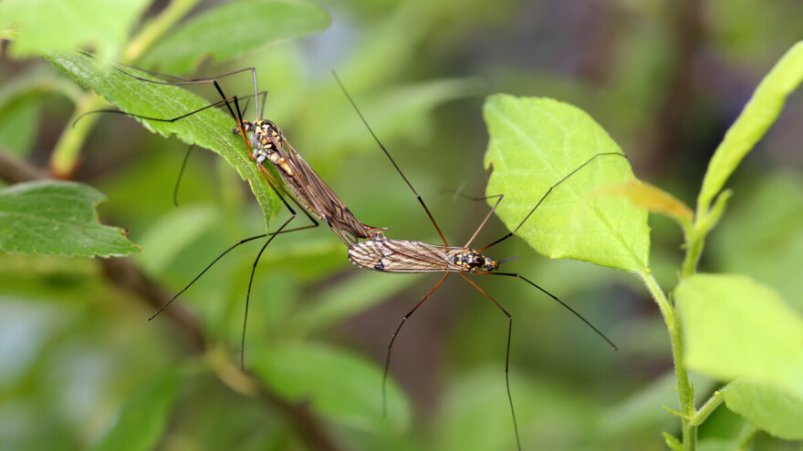 Napasni komarci: Kako se zaštititi i smanjiti im broj?