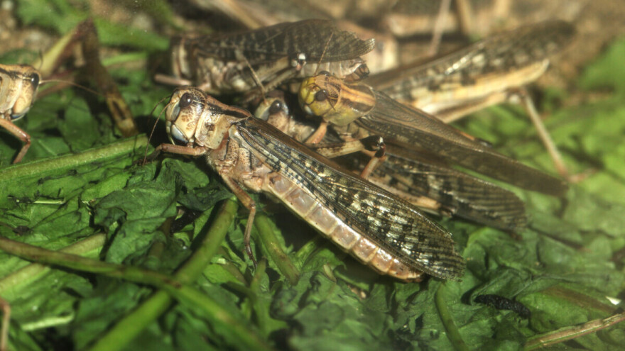 Vanredno stanje: Kina šalje 100.000 pataka u borbi protiv najezde skakavaca