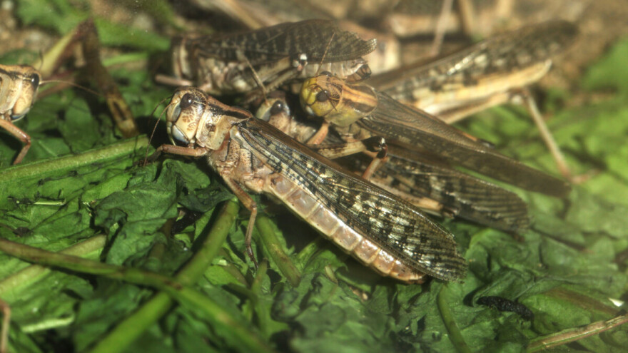 Izvanredno stanje: Kina šalje 100.000 patki u borbi protiv najezde skakavaca