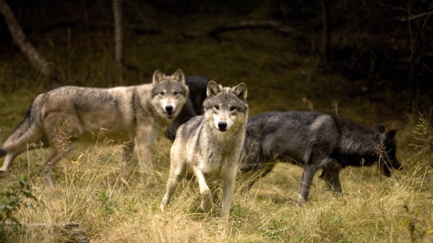 Evropska komisija počela obračun s vukovima - preispituje status zaštite