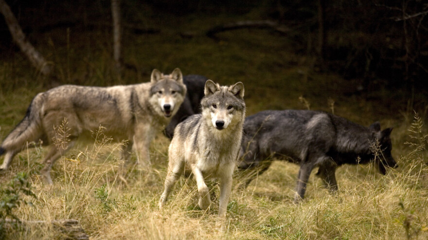 Vuk više neće biti "strogo zaštićen" nego samo "zaštićen"?