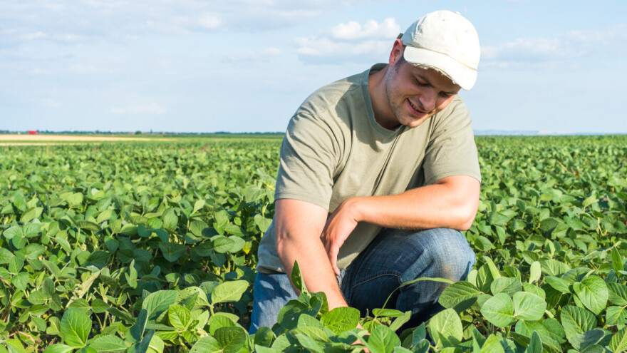 Tropske temperature narednih dana - koji su rizici u zaštiti biljaka?