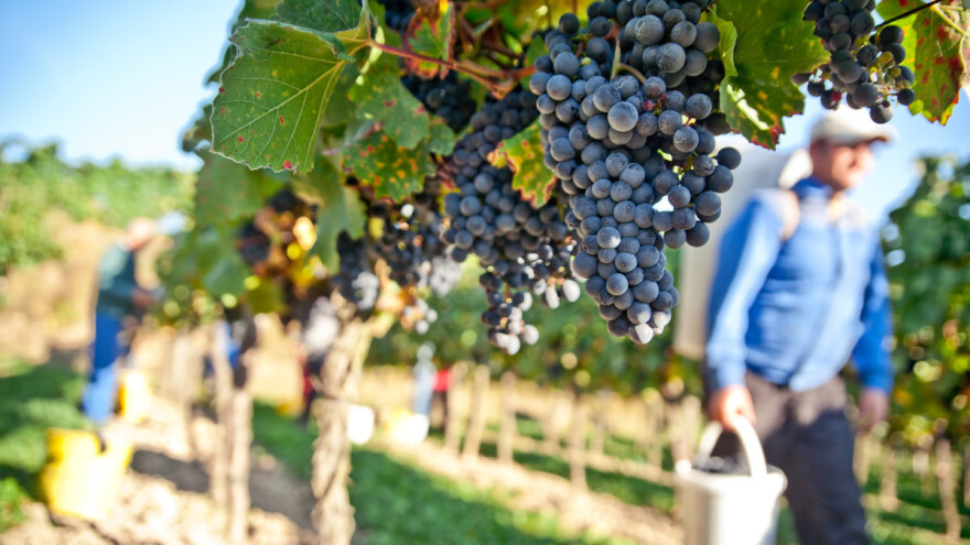 Kako odrediti stupanj zrelosti grožđa za berbu?